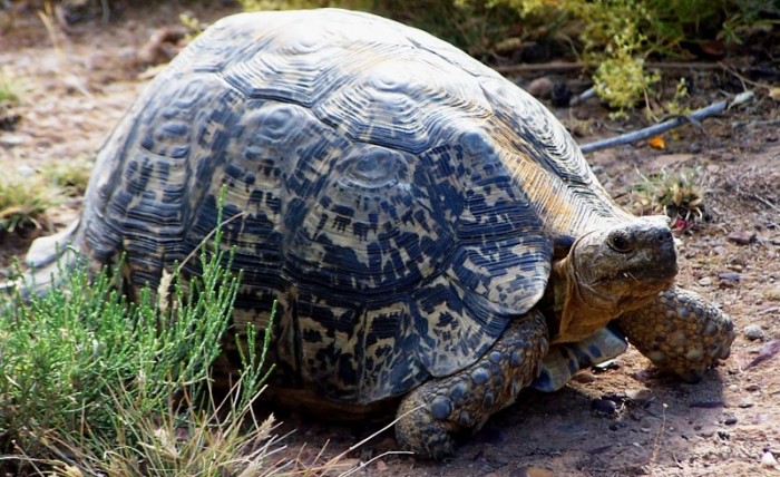 Leopard Tortoise