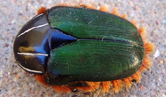Trichostetha fascicularis / Green Protea Beetle