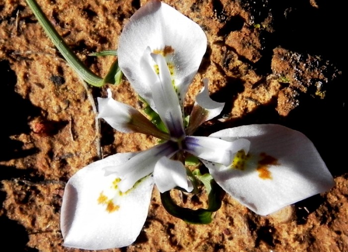 Our objective is the conservation of the flora of the Witteberg