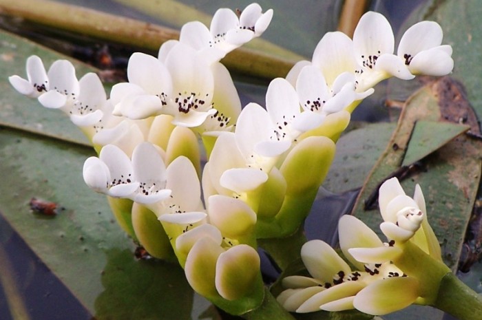 Waterblommetjies on one of the dams