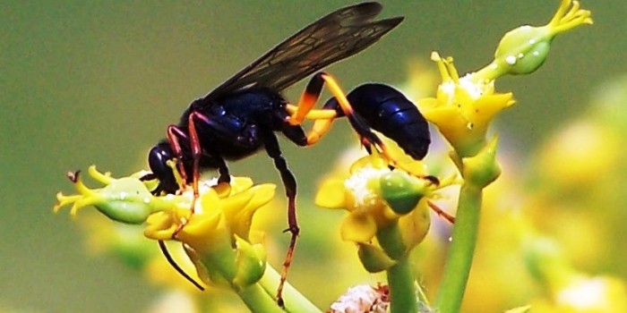 Osprynchotus gueinzii