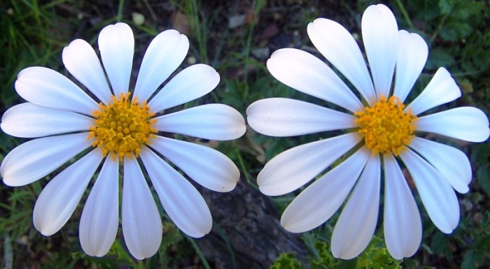 Our main objective is the conservation of the flora of the Witteberg