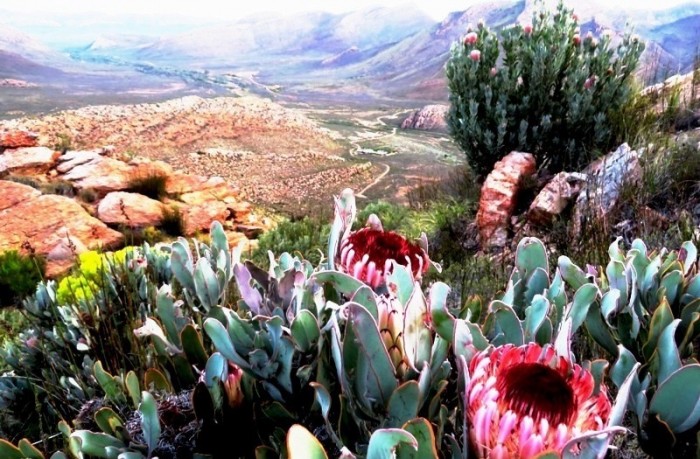 Our main objective is the conservation of the fynbos of the Witteberg
