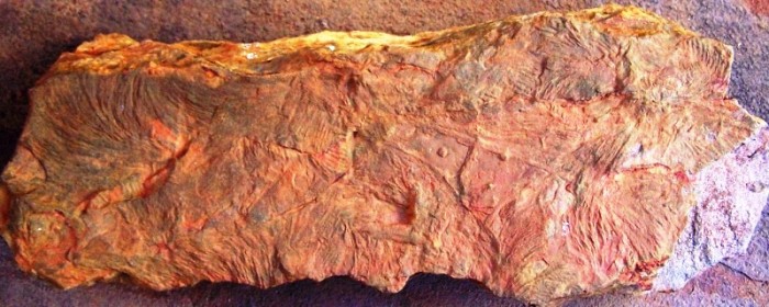 Zoophycos / Spirophyton fossils